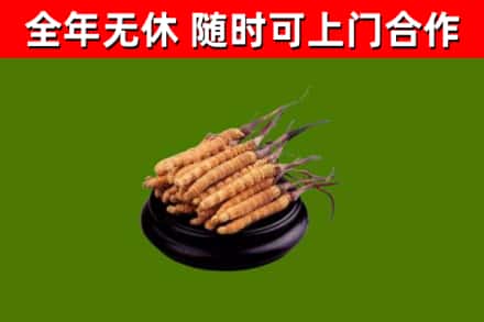 秦皇岛市烟酒回收冬虫夏草.jpg